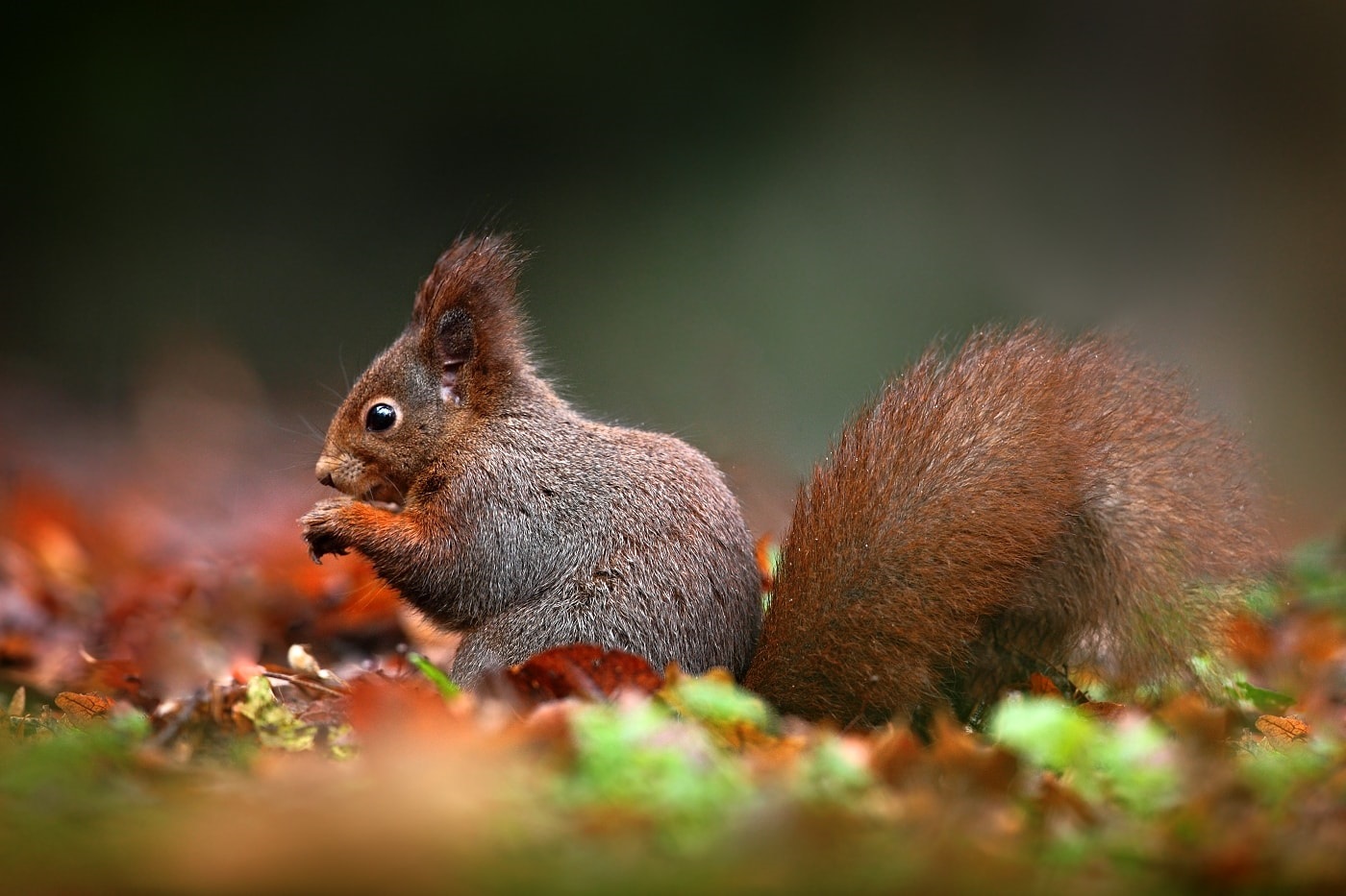 Teleobjektívvel könnyen fotózhatsz állatokat távolról, zavarás nélkül. Teleobjektív – állatok közelhozása 70–200 mm
